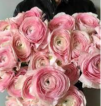 Ранункулус саксес нюанс