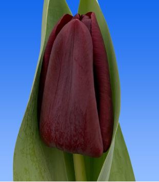 Tulip enkel toendra