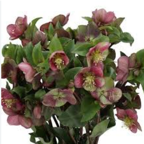 Helleborus mammoth pink