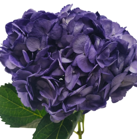 Гидрангия краш. премиум темно-пурпурная в Москве