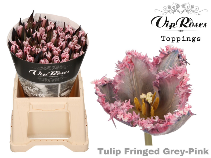 Tulip fringed vrf grey pink