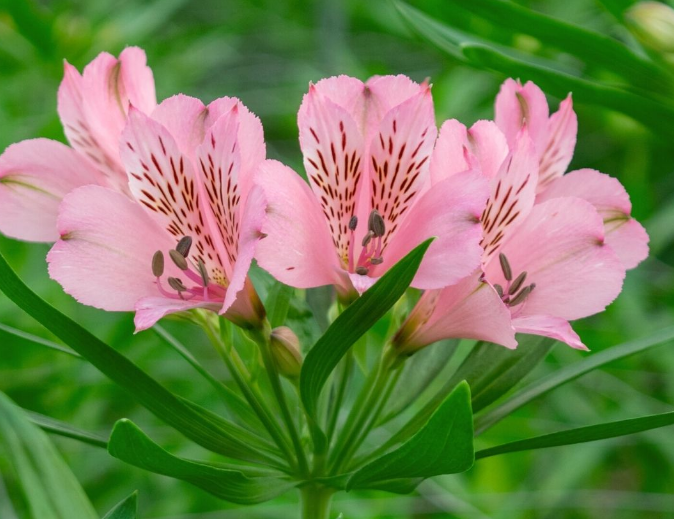 Alstroemeria debby