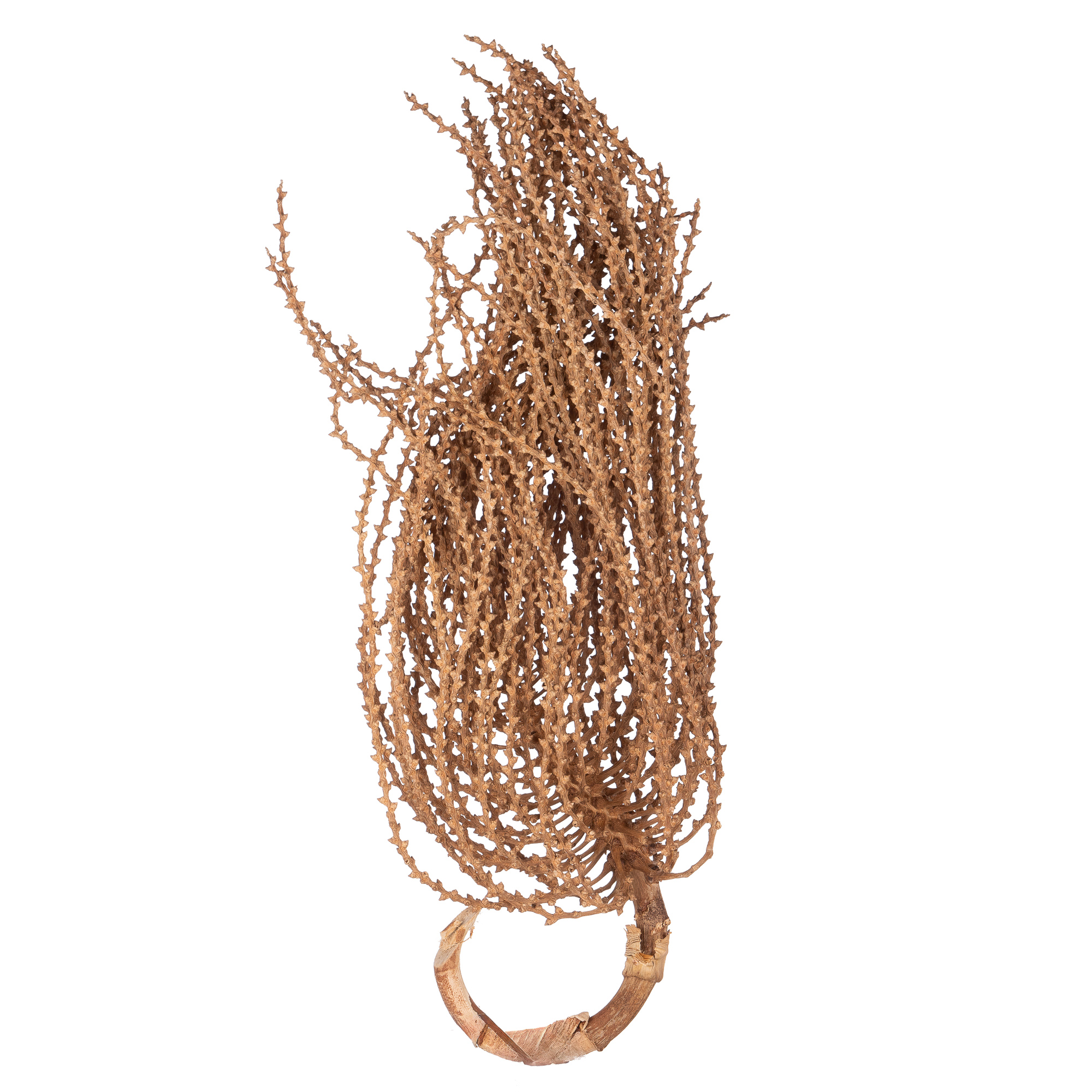 Caryota dry bleached