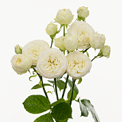 Роза куст снови джевел в Новосибирске