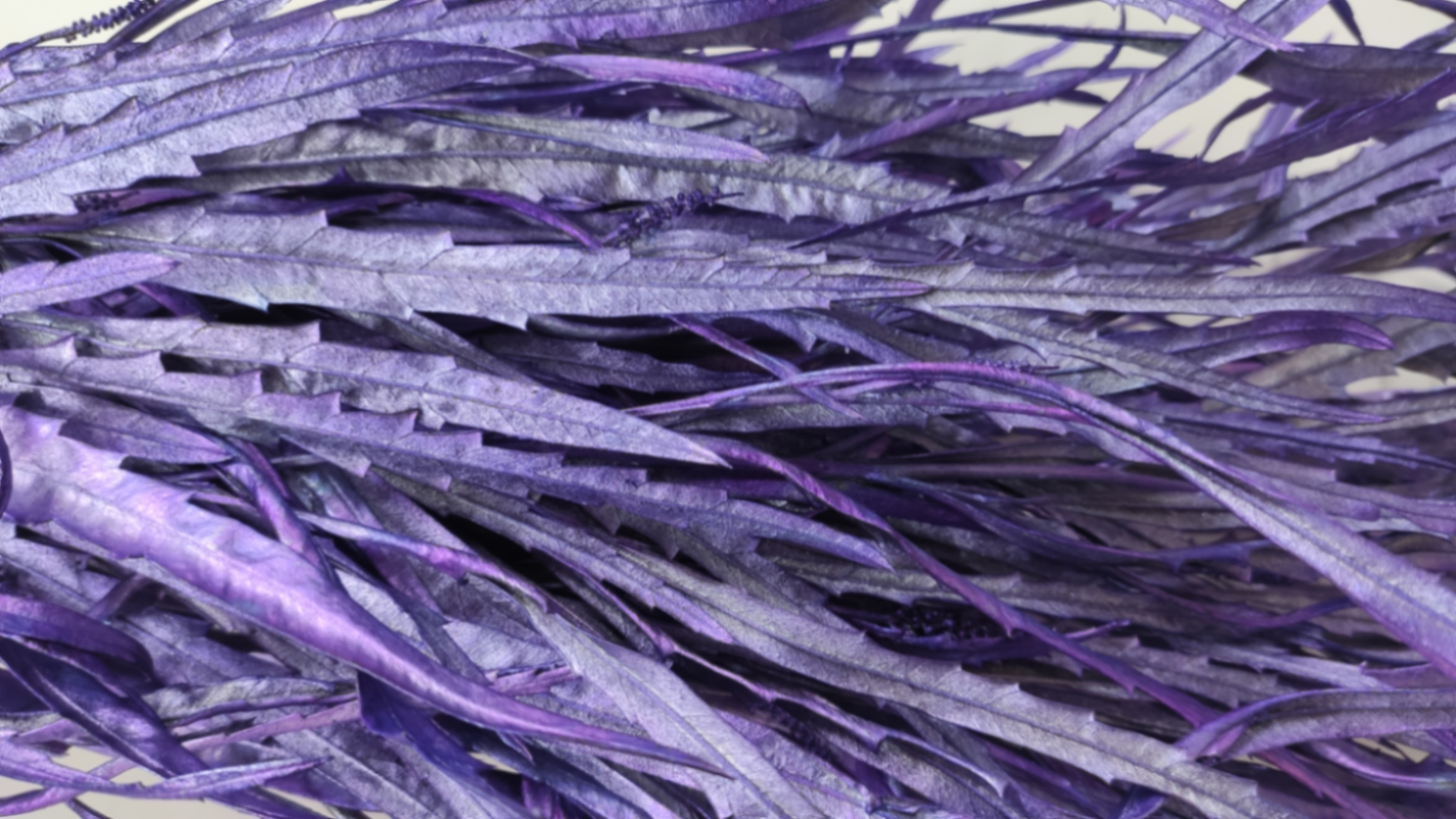 Листья Гривиллея краш. фрост-блу в Москве