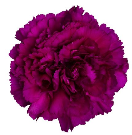 Carnation yucari violet
