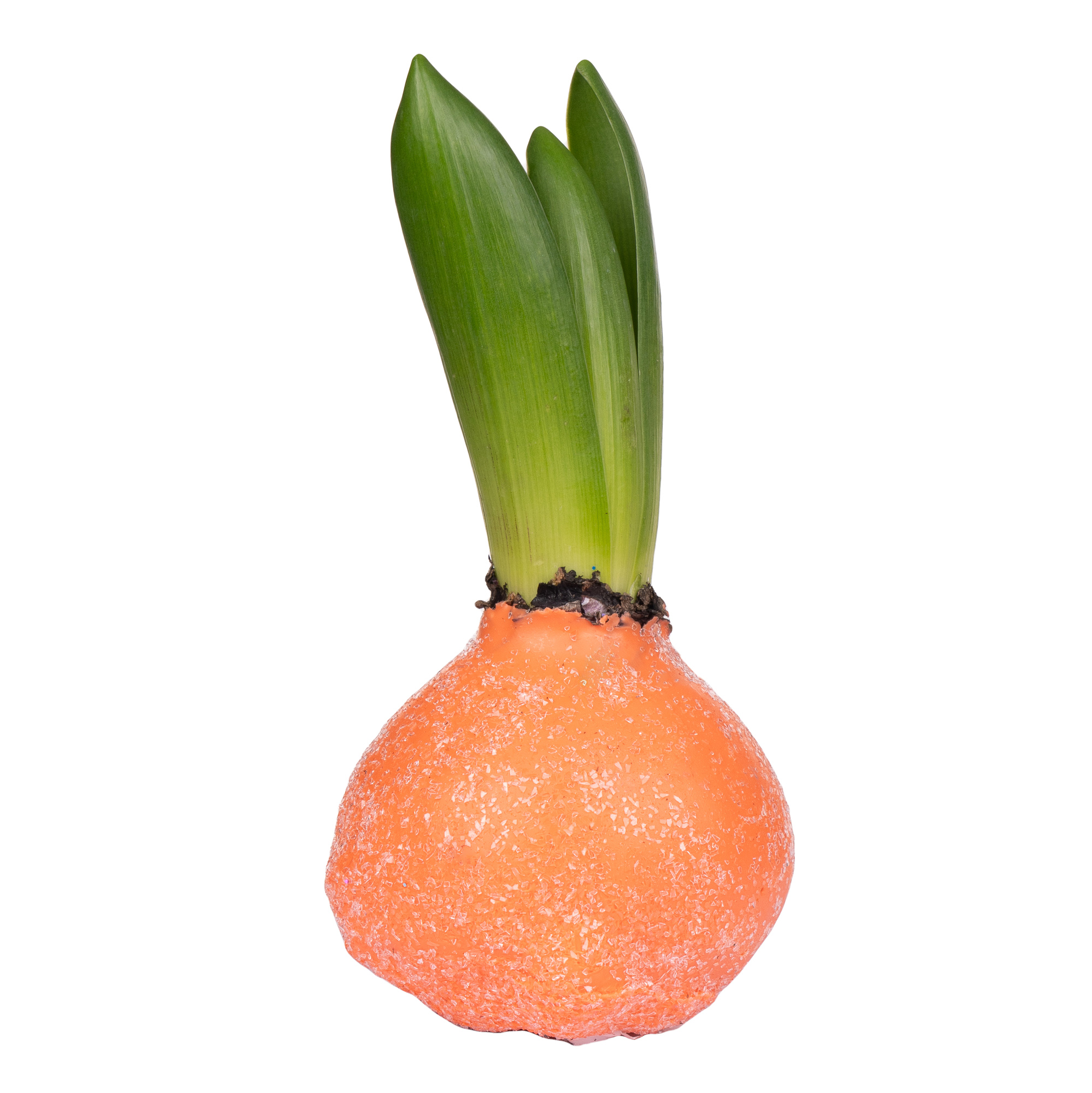 WAX HYACINTH GL ORANJE
