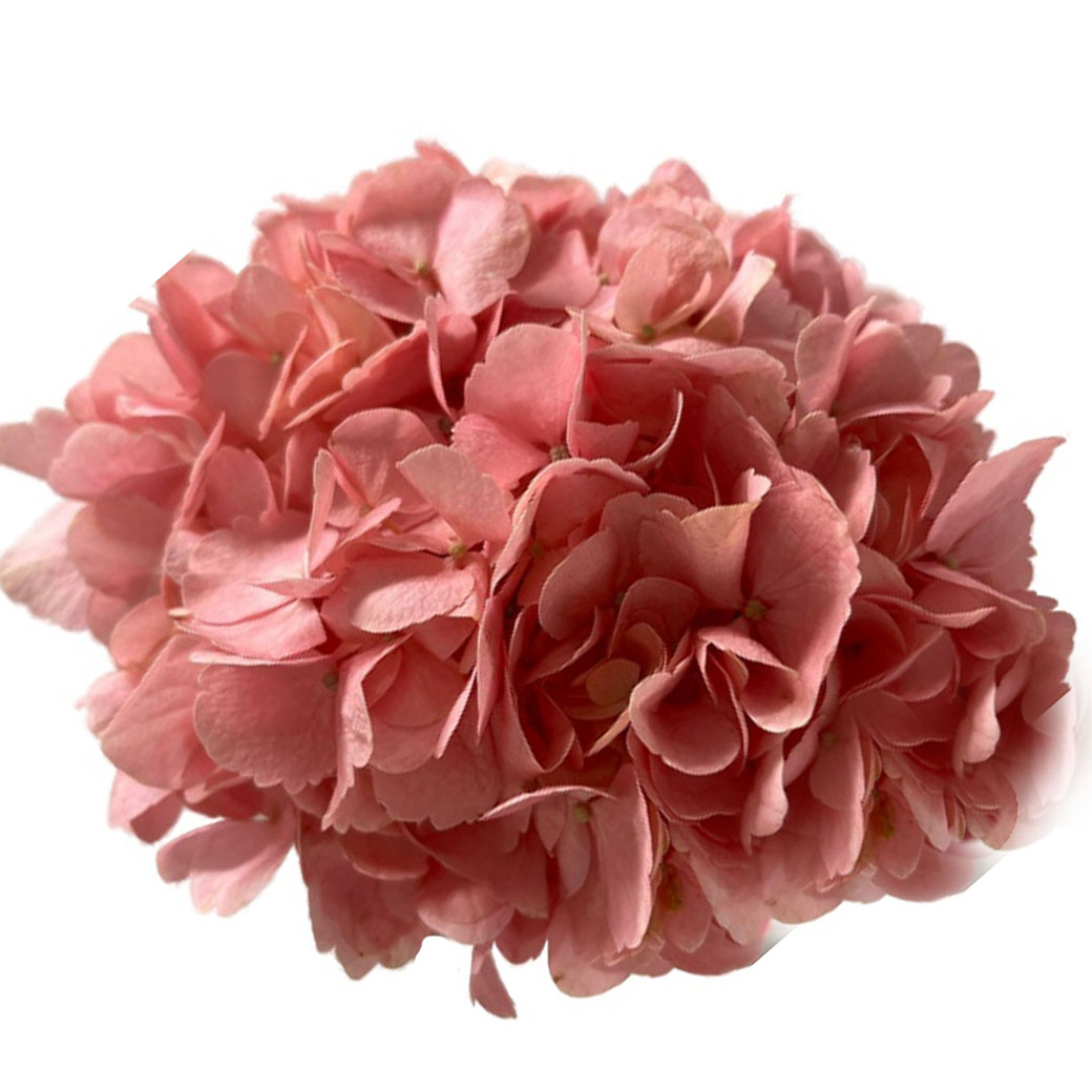 Hydrangea tinted premium sharm