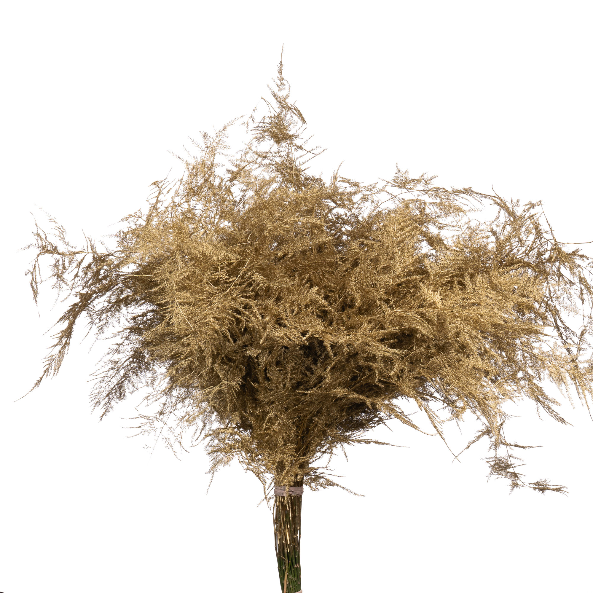 Листья Аспарагус плюмосус краш. золото антик