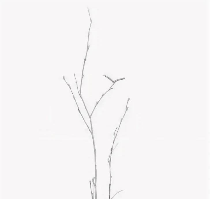 Ветки Береза лонг краш заснеженная белая в Москве