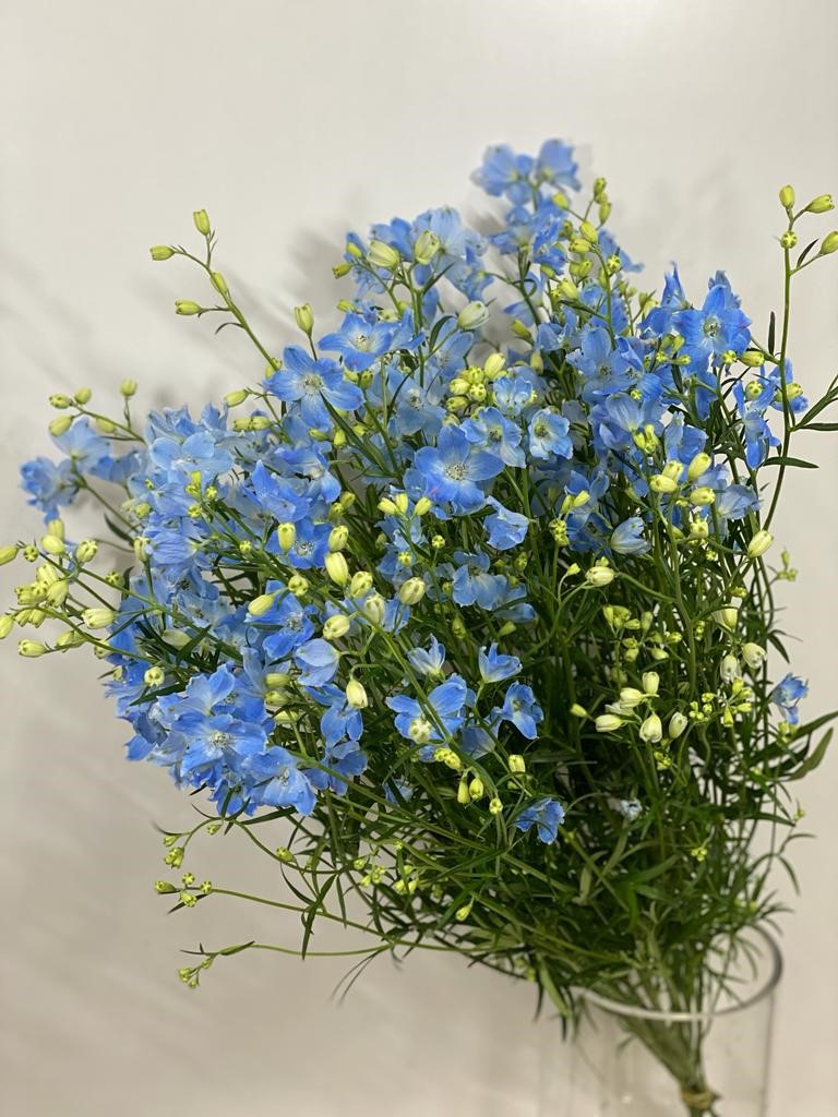 Дельфиниум крупноцветковый платинум блу