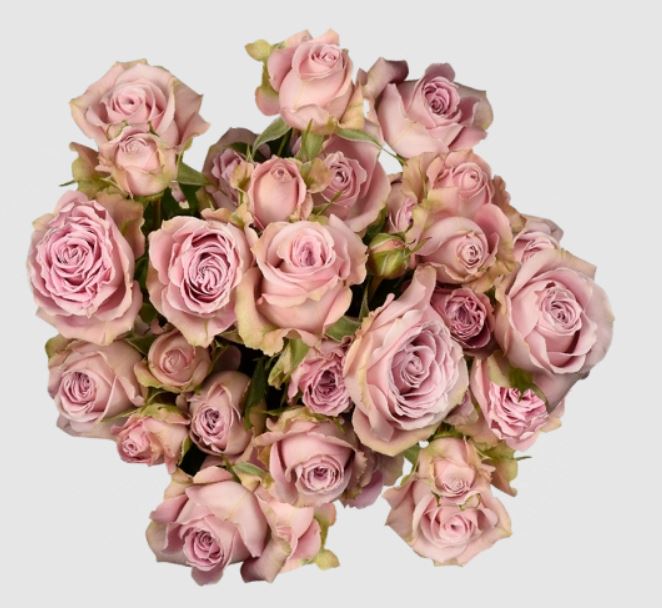 Rose spray portrait