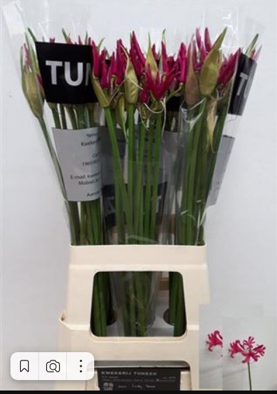 Нерине боудена леди сенне