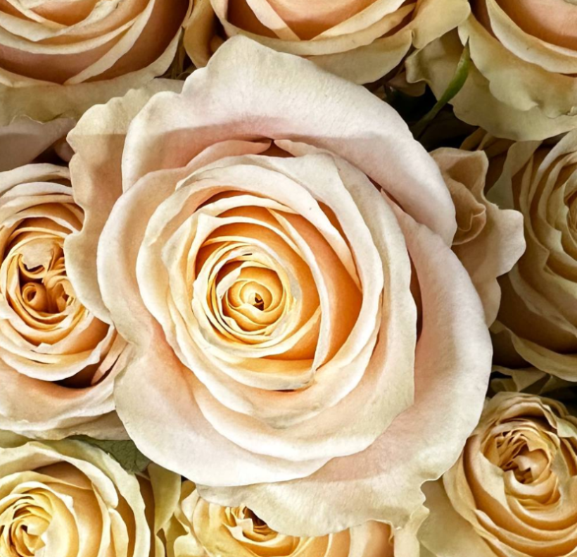 Роза однг шампегнер в Москве