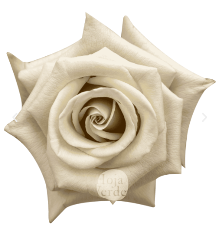 Роза однг сильвер сенд