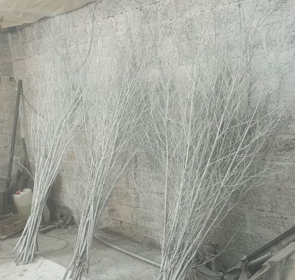 Ветки Дерен краш. белый в Москве