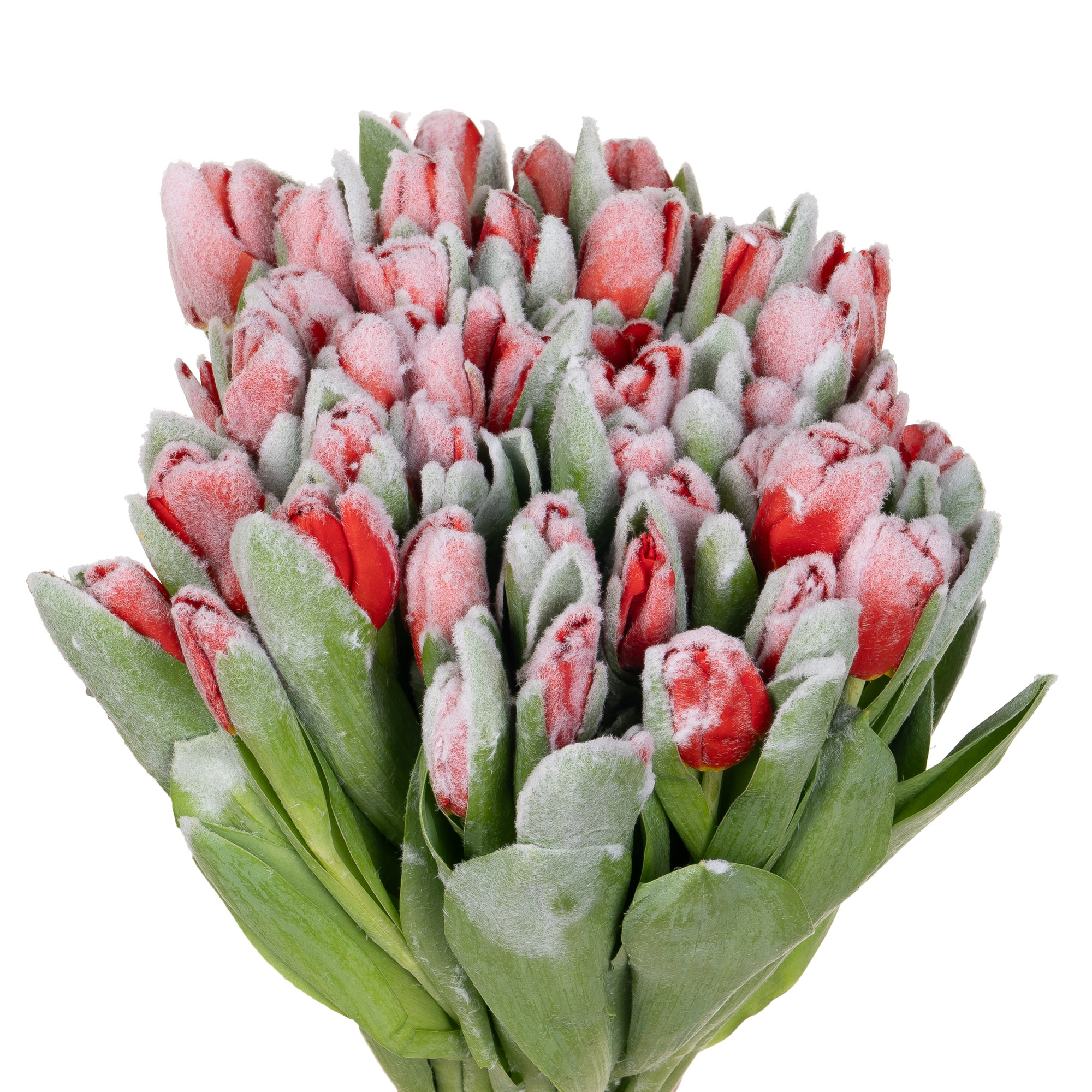 Tulip enkel vrf snowy red