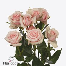 Rose spray sweet porcelina