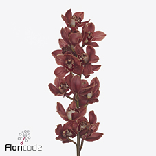 Cymbidium santa clara