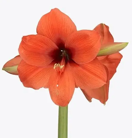 Hippeastrum horizon