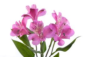 Alstroemeria stratus