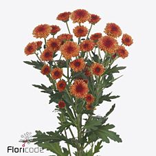Chrysanthemum santini madiba tyolo orange