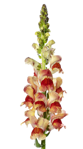 Antirrhinum avignon bicolor yellow | Wholesale flowers, plants and supplies Antirrhinum avignon bicolor yellow