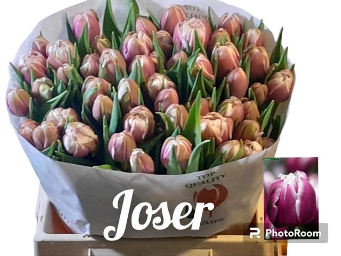 Tulip double joser