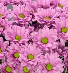 Хризантема куст реск в Санкт-Петербурге