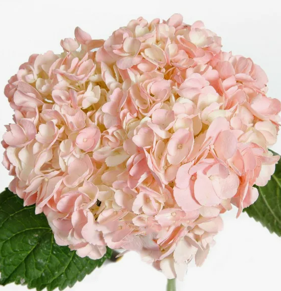 Гидрангия джамбо персиковая