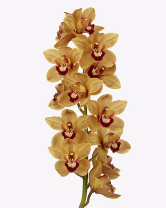 Cymbidium valencia