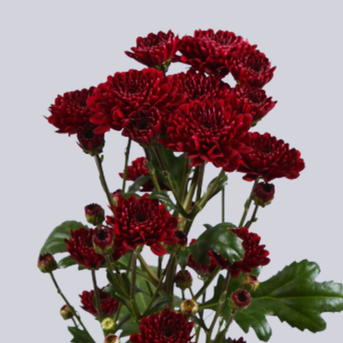 Chrysanthemum santini jinda red | Wholesale flowers, plants and supplies Chrysanthemum santini jinda red