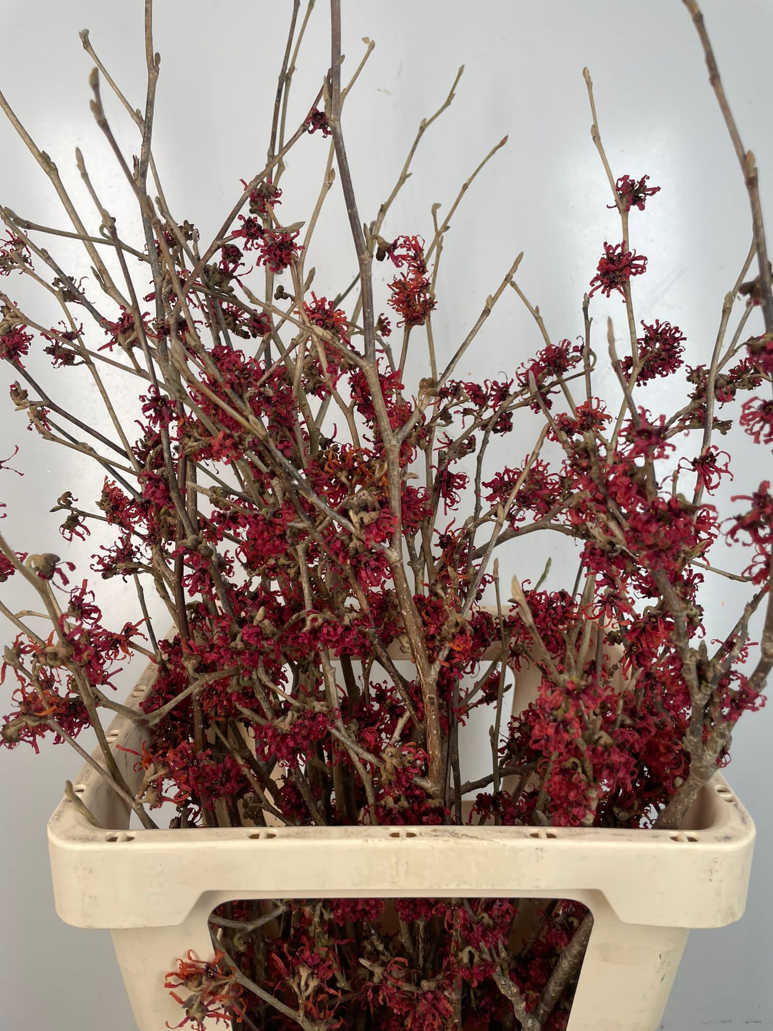 Hamamelis red