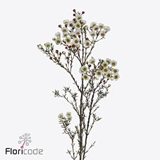 Хамелациум уайт лион