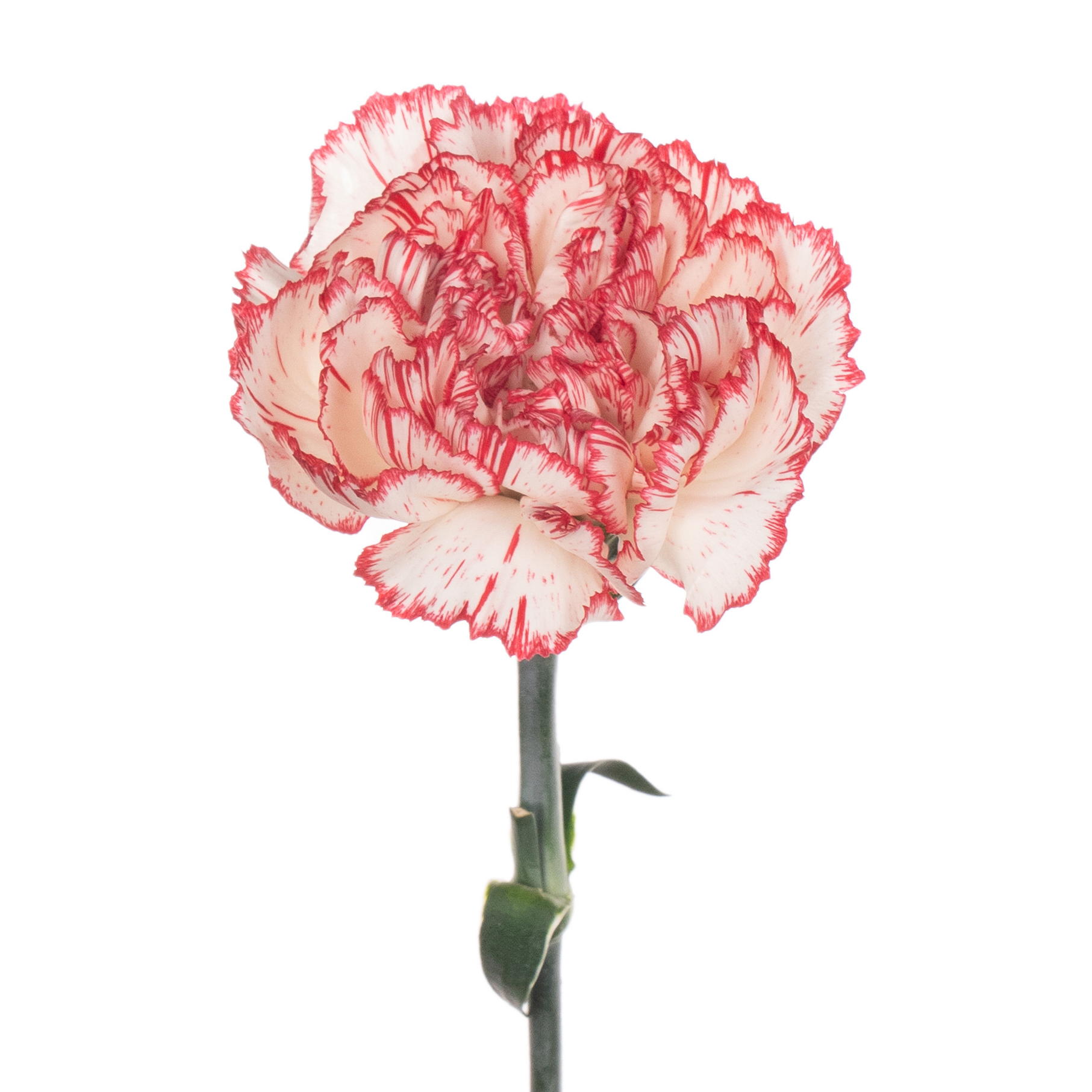 Carnation allegretto