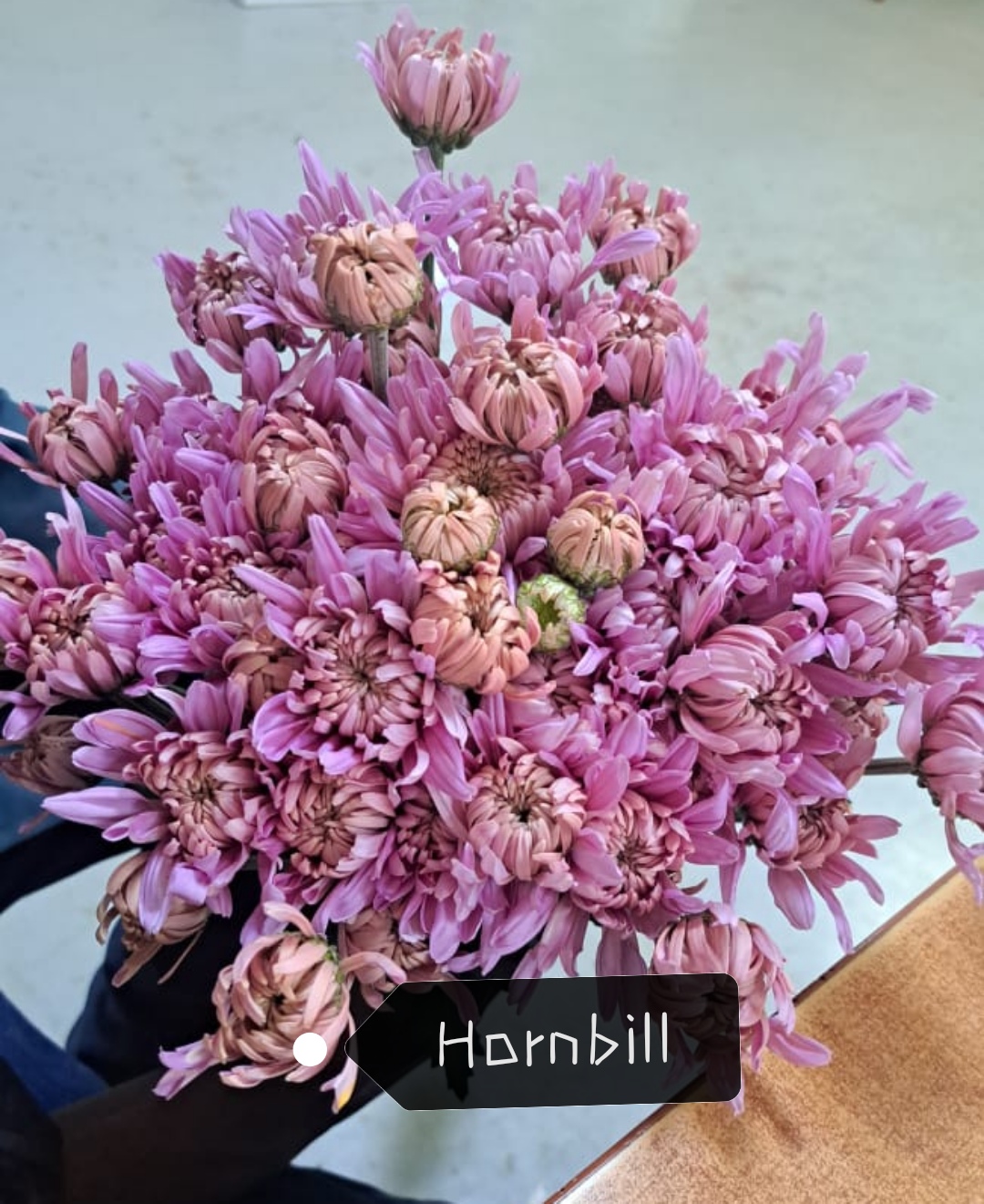 Chrysanthemum spray hornbill