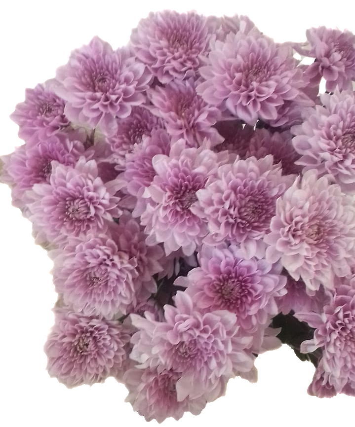 Chrysanthemum spray nairobi