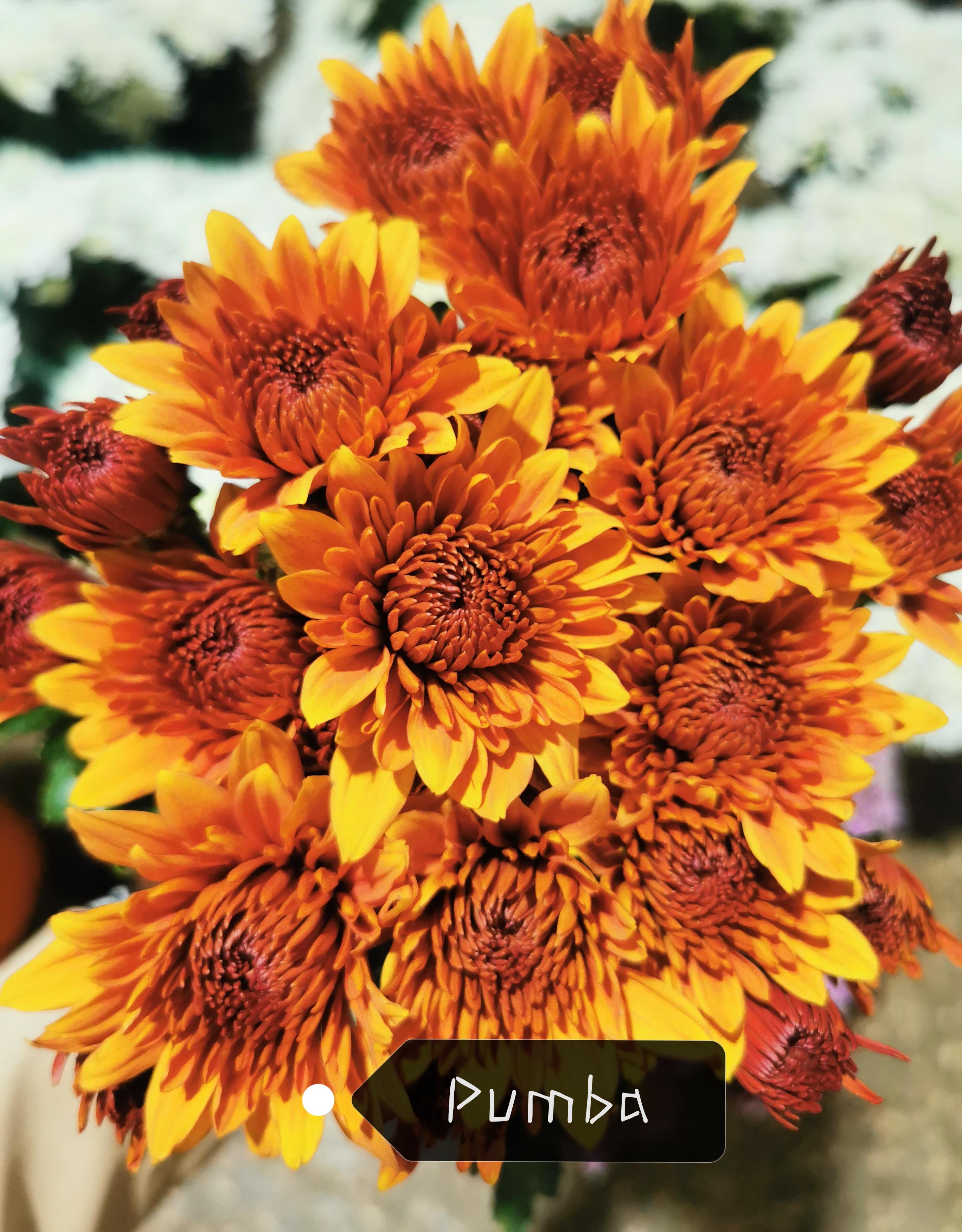 Chrysanthemum spray pumba