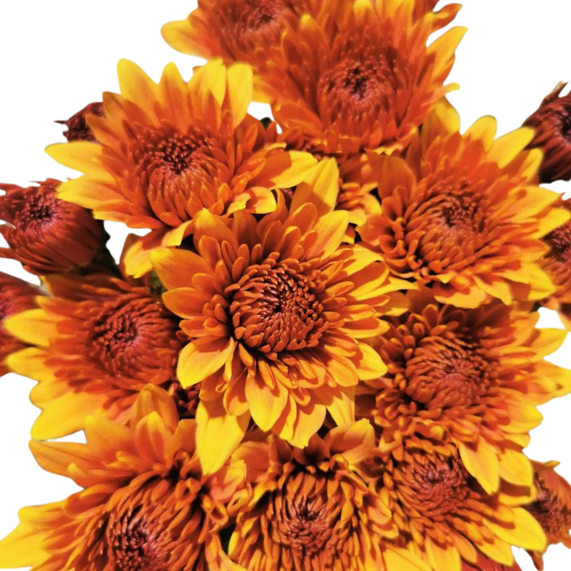 Chrysanthemum spray pumba