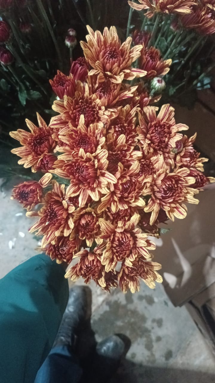 Chrysanthemum spray pumpkin | Wholesale flowers, plants and supplies Chrysanthemum spray pumpkin