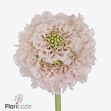 Scabiosa french vanilla bon bon scoop