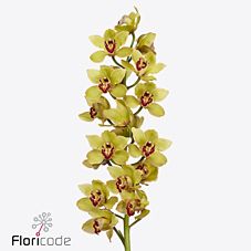 Cymbidium hms. florence