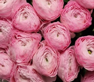 Ranunculus clooney lollipop