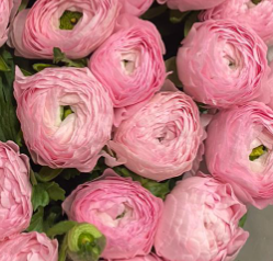 Ranunculus clooney lollypop