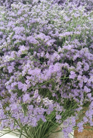 Limonium utah blue | Wholesale flowers, plants and supplies Limonium utah blue