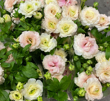 Ranunculus moderna pink