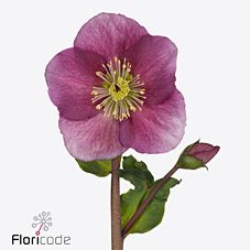 Хелеборус сара ред в Москве