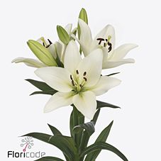 Lilium la white charm