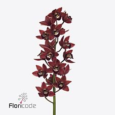 Cymbidium mini georgina