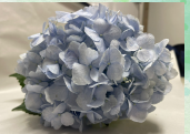 Hydrangea pale blue